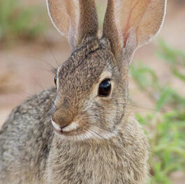 desert cottontail